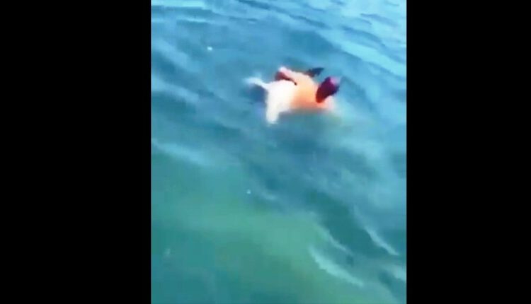 حقيقة فيديو صياد شجاع يصارع قرش الغردقة في مصر (فيديو)