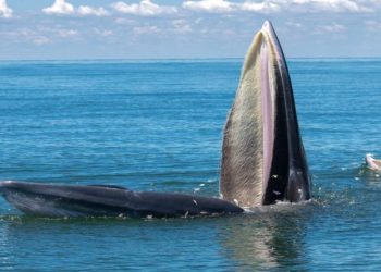 لماذا ترتدي الحيتان قبعات من الطحالب؟