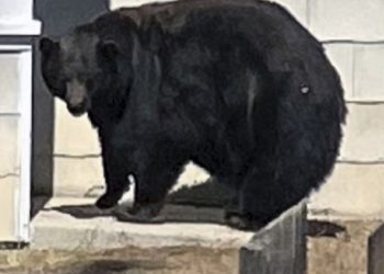 دب يقتحم منزلاً في أميركا لتناول وجبة “لازانيا”