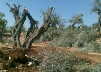 مستوطنون يقتلعون أشجار زيتون ولوزيات وكرمة جنوب بيت لحم