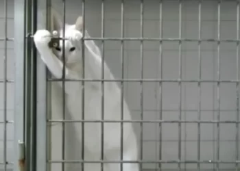 أصحاب القلوب الضعيفة يمتنعون.. شاهد شاباً يحرق قطة داخل قفص