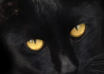 قطة تدرج صاحبها على “القائمة السوداء” لمنع الطيران