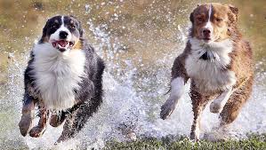 كلاب ضالة تهاجم طلبة مدرسة آمنة بنت وهب في السلط