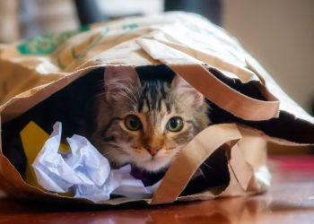 وصفت منزله بـ”بيت الرعب”! فرنسي يحتجز جثث 100 قطة في ثلاجة