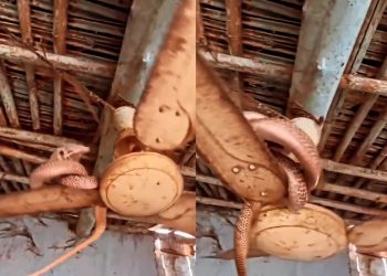 مشهد مرعب .. كوبرا الملك معلقة على مروحة السقف وتدور معها! (فيديو)