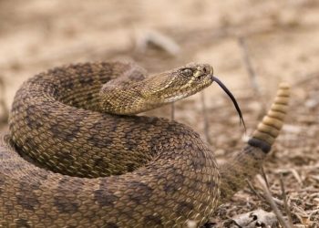 أفعى سامة تلدغ طفلا في جرش