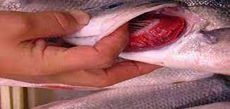 الغذاء والدواء تنقذ الأردنيين من تناول أسماك فاسدة