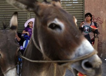 حادثة تهز المغرب.. مزارع يقطع أرجل حمار اقتحم أرضه