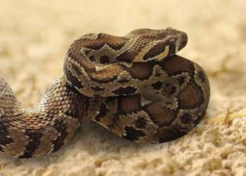 أفعى تلدغ حدثا في سلط وحالته العامة سيئة