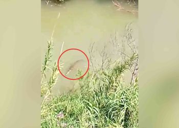 تمساح كبير يفترس نعجة ويثير الرعب في الأغوار الشمالية
