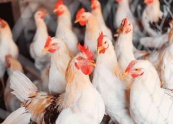 الحكومة تقر بارتفاع أسعار الدجاج وتلوح بإجراء عاجل