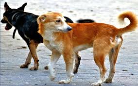 كلاب ضالة تعقر 10 أشخاص في إربد