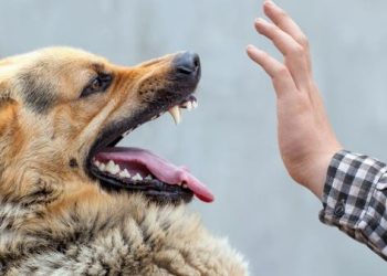 كلب ضال يعقر طفلا أثناء عودته من مدرسته في منطقة زبدة فركوح باربد