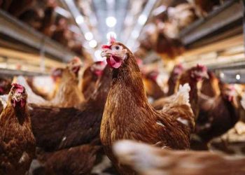 الاحتيال على الأردنيين في بيع الدجاج