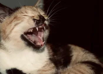 هاجم البشر.. قط مصاب بالكلب يثير الرعب في بلدة جزائرية