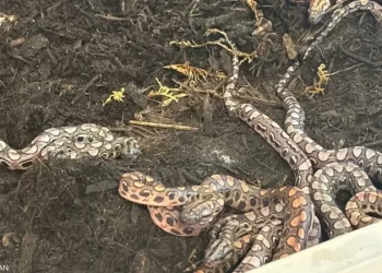 “معجزة”.. ذكر ثعبان “وحيد” ينجب 14 صغيرا