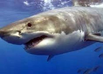 هجمات متتالية من قبل أسماك القرش على سواحل فلوريدا