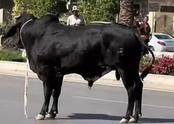 طرائف الأضاحي.. فيديو لثور هارب يوقف المرور ويحطم سيارات بمصر