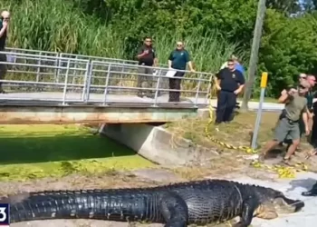 لقطات لتمساح بطول 14 قدماً وبطن منفوخ.. سحب امرأة للمياه وابتلعها