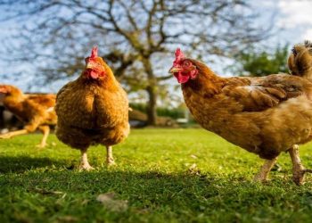 إلغاء السقوف للدجاج المُباع للمطاعم والفنادق