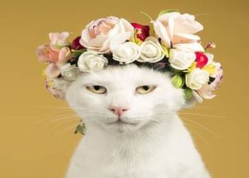 “سوسو” تفوز بلقب ملكة جمال القطط للعام 2024