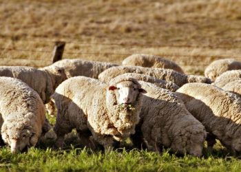 الحكومة تنفي دخول أغنام مصابة بالطاعون إلى الأردن