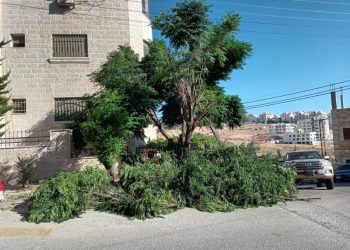 تقطيع عشوائي لأشجار في الجبيهة بحجة ملامستها أسلاك الكهرباء