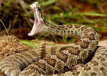 أفعى فلسطين تلدغ طفلا في الشونة الشمالية.. وحالته خطيرة