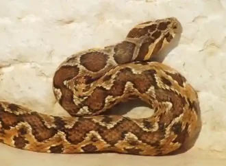 أفعى “الحراشف المنشارية” تدخل خمسينيا العناية الحثيثة في جرش