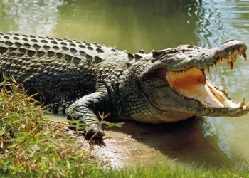 تمساح يثير ذعر السكان في محافظة مصرية (صور)