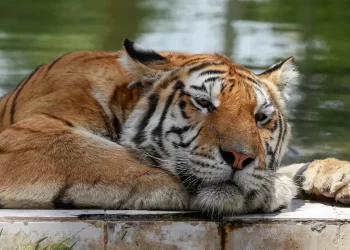 حادث نادر.. نمر ينقض على حارسته بحديقة حيوان في أستراليا