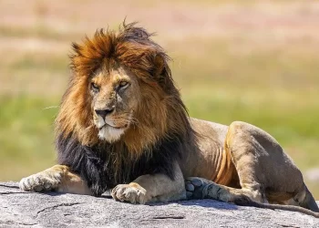 أسد يهاجم رجلا خلال محاولته التقاط “سيلفي” ( شاهد الفيديو )