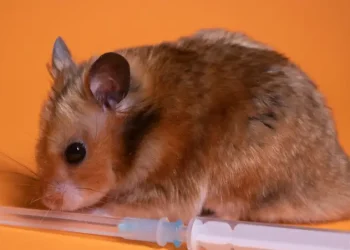 علماء يحاولون تعليم الفئران لغة البشر.. ماذا كانت النتيجة؟