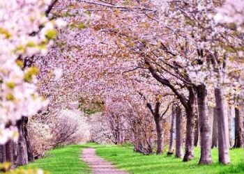 الخميس 20 آذار/مارس الحالي نهاية الشتاء وبداية الربيع