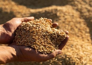 الحكومة تشتري 60 ألف طن شعير علفي بـ 235 دولارا للطن