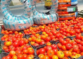 تاجر إطارات أردني يقدم صندوق بندورة مع كل طقم كوشوك