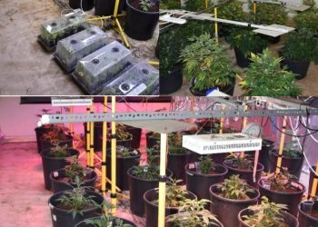 البحرين.. لسجن المؤبد لثلاثة متهمين في قضية زراعة مواد مخدرة بقصد الاتجار