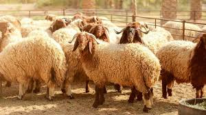 مواطنون يشكون من ارتفاع أسعار الخراف الحية مع قرب عيد الاضحى