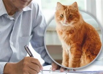 رجل يقرر ترك ثروته لقطته ويبحث عمّن يرعاها بعد رحيله