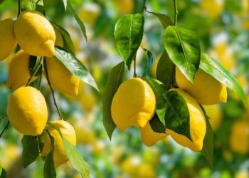 الليمون بأسعار خيالية تخطى حاجز الــ3 دنانير للكيلو