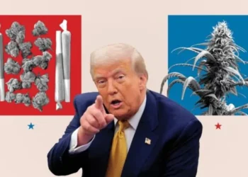 ترمب يدرس سرا خفض تصنيف الماريغوانا كمخدر خطير