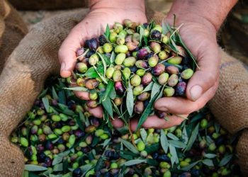 موسم الزيتون المقبل في الأردن الأصعب منذ 40 عاما