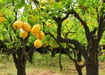 تجار يتحكمون بأسعار الليمون في الاردن