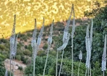 بشرى إلى موسم مطري جيد.. الأردنيون يستبشرون بظهور بصلة الفار في أراضيهم