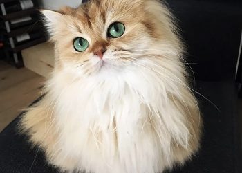 “سفاح قطط الشوارع” في إربد يقتلها بطرق وُصفت بـ “البشعة”