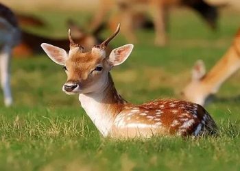 أرخص من الجدي والخروف.. إقبال على لحم الغزال في الأردن