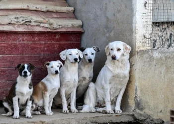 سؤال نيابي لحسان عن (الكلاب الضالة)