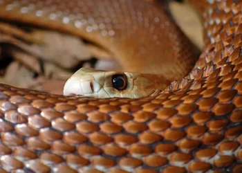 كانت تلعب في منطقة سد الموجب.. طفلة تتعرض للدغة أفعى بالكرك