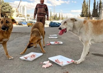 بعد مقترح الـ5 الاف دينار.. أردنييون “يتحركشون” بالكلاب