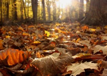 طقس خريفي معتدلى فب الاردرن حتى السبت